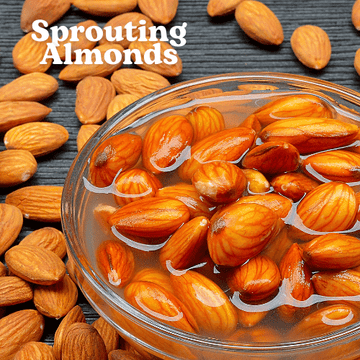 Almonds sprouting